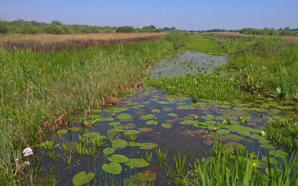 Realisatie Fries natuurnetwerk verloopt stroef: brengt onteigening redding?