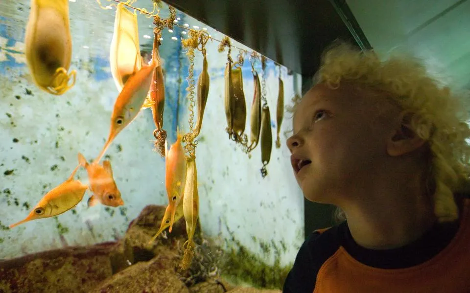 We profiteren van onze zee, maar weten niet wat er daardoor aan natuur verloren gaat | opinie