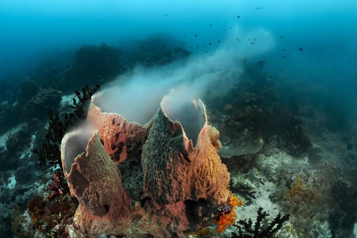 De spons is de cateraar en schoonmaker van de oceaan