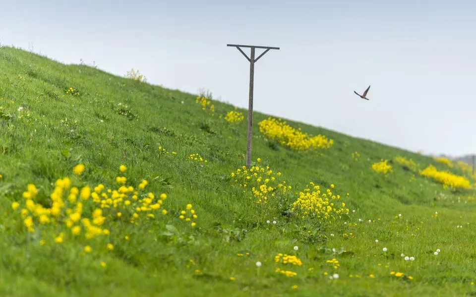 Wat doen die houten palen op de Afsluitdijk?