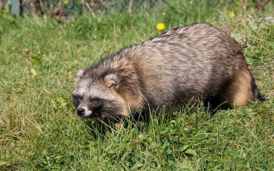 Wasbeerhond is een blijvertje in het Noorden: ’Heeft zich hier nu echt gevestigd’
