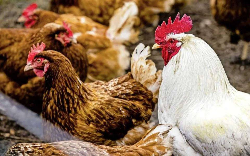Eet je eieren van je eigen kippen of die van de buren? Stop daarmee, adviseert RIVM