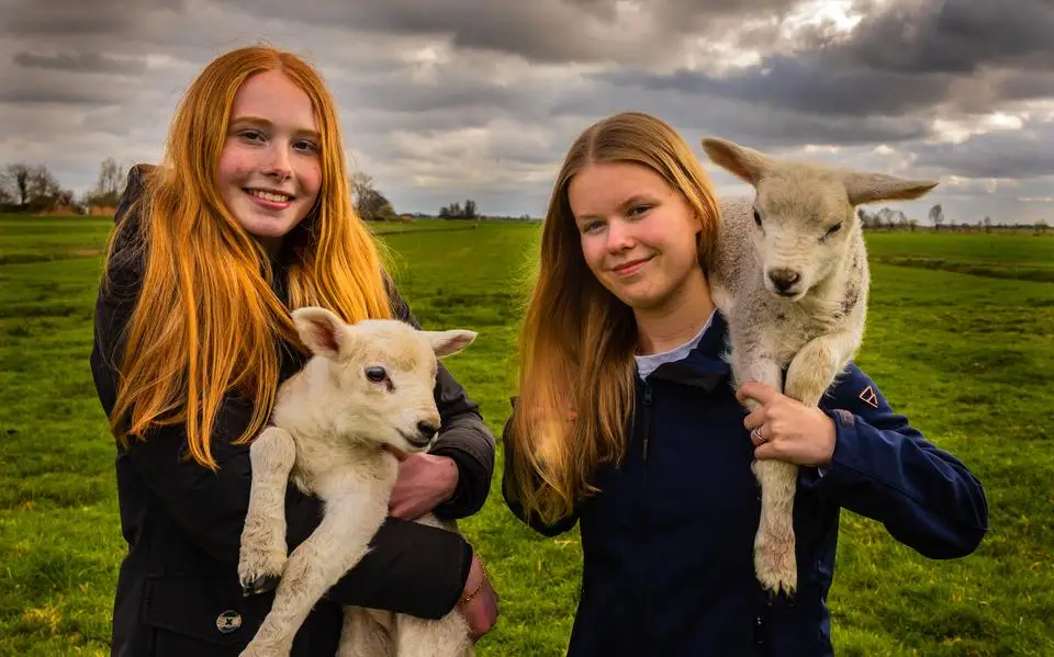 Scholieren Brecht en Renske zagen thuis in Bantega schapen ziek worden met blauwtong: gaat het virus ooit verdwijnen?