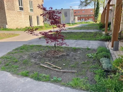 Illegalen betrapt in Eindhoven: viooltjes, lavendel, gras en Japanse esdoorn moeten ‘per omgaande’ weg