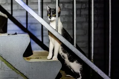 Jonge kat ‘Oreo’ zit vast achter trap bij flat in Tilburg, brandweer moet sloopwerk verrichten