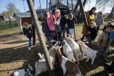 Geitjes van de buurtboerderij hebben nu hun eigen speeltoestel waar ook de kinderen zich op uitleven