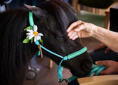 Directie trekt stekker uit manege Kempenhaeghe; bijzondere therapie voor patiënten met epilepsie stopt