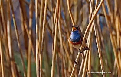 Lezersfoto's: ongeduldige duiven en blauwborsten met geldingsdrang