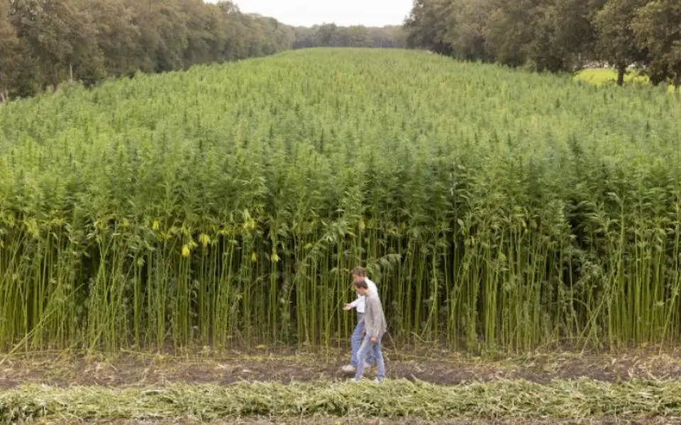 Proef in Heerenveen geslaagd: Heijmans breidt zijn hennepteelt uit naar ruim 20 hectare