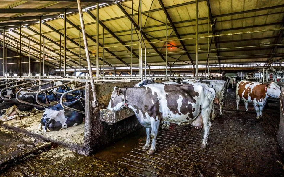 Fryslân: wij staan, net als PAS-melders, met de rug tegen de muur. Geef ons beleid en geld