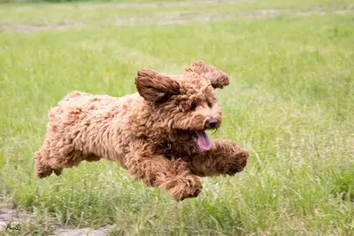 Hondje met krullenvacht gezocht als model