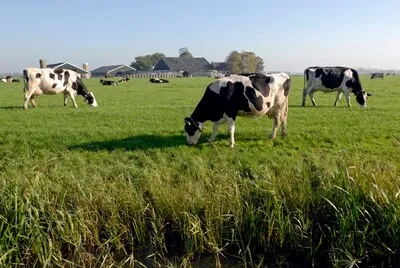 Veehouder uit Valkenswaard langer in de wachtkamer voor natuurvergunning