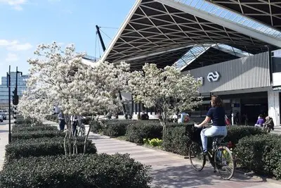 Pretty in pink: 5 x mooie bloesem in Tilburg