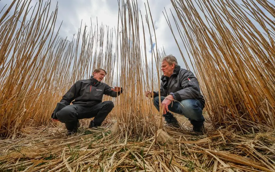 Van olifantsgras kan je bijna alles maken: voor het eerst is het nu geoogst in Friesland