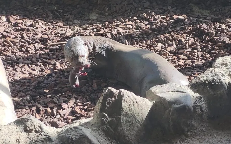 AquaZoo verheugd door geboorte reuzenotterjong: ‘Precies waar we op hoopten’