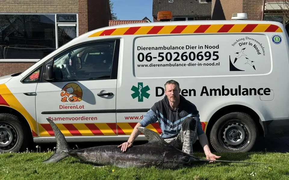 Rinaldo uit Midlum zocht ’s nachts langs Waddenkust naar zeldzame zwaardvis. ‘Je moet er snel bij zijn. Roofdieren beginnen bij de ogen’