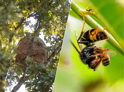 Oei, ik heb een nest van de Aziatische hoornaar in mijn tuin? ‘Wees vooral voorzichtig’