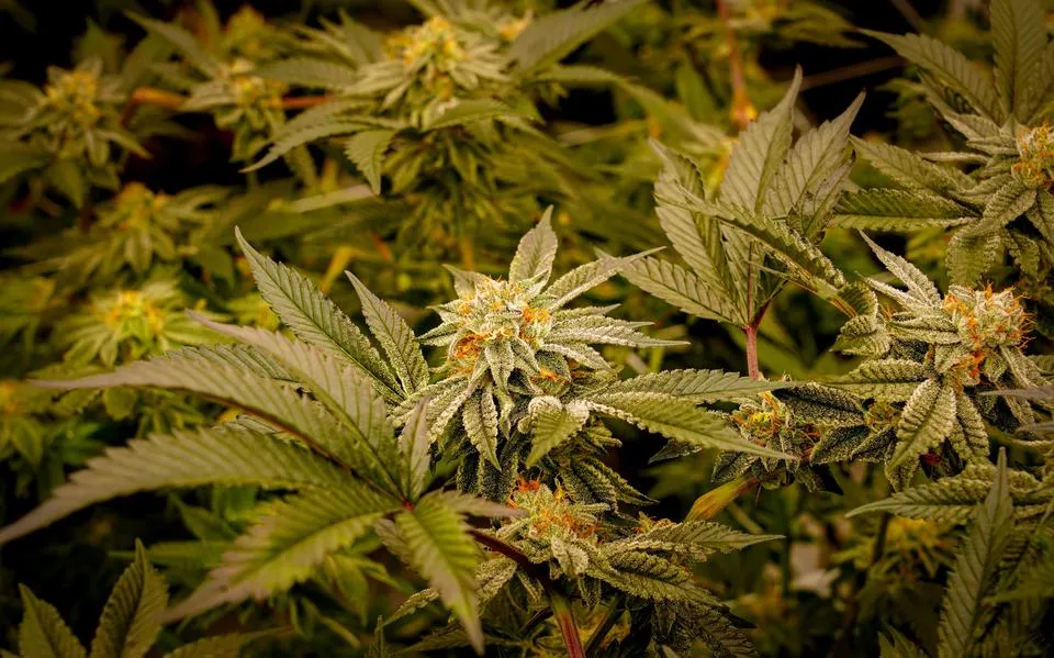 Verdachte (49) uit Drachten krijgt in beslag genomen henneptakken terug na vrijspraak