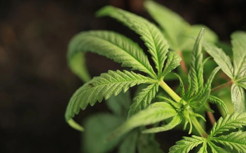 Man (43) heeft ruim 11 kilo hennep in de auto bij Drachten: 180 uur werkstraf