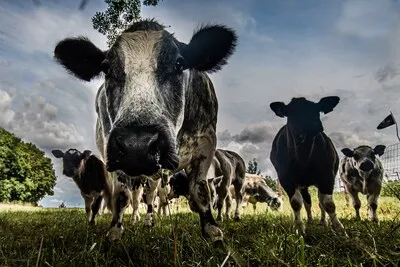 Een doofpot? Na overstromingen vielen koeien dood neer, bodem en gras bleken vol zware metalen te zitten