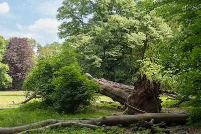 Lievelingsbos van Eindhovense Maartje ‘verdrinkt’: ‘Tijd om zelf in actie te komen’
