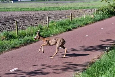 Geen paashaas, maar een ree op het spoor tussen Tilburg en Oisterwijk
