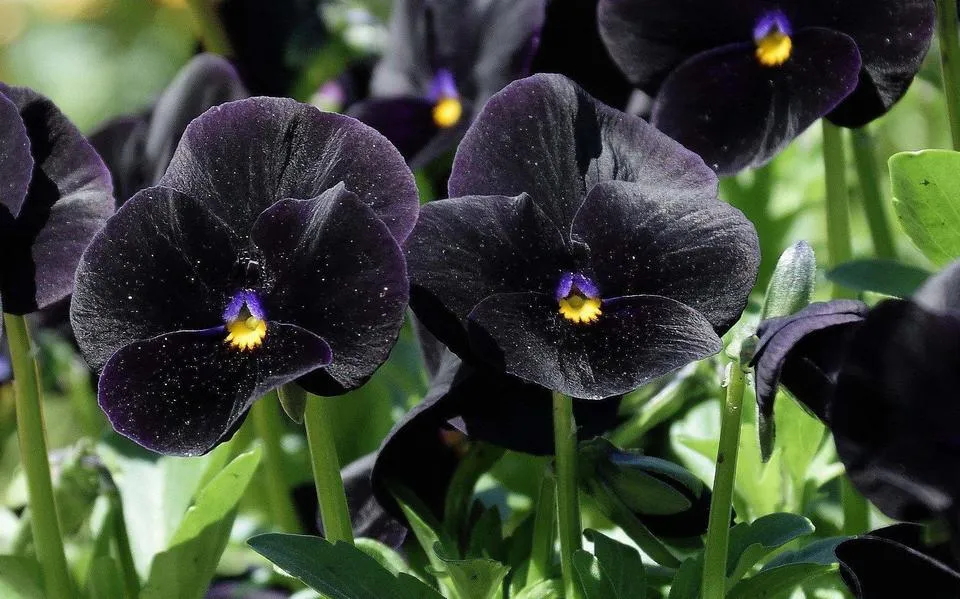 Boughton Blue is een nagenoeg onverwoestbaar hoornviooltje, een garantie voor jarenlang plezier | column Brian Kabbes