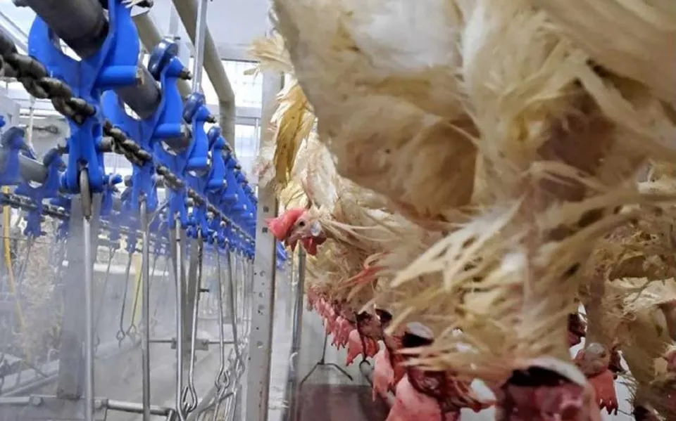 Kippen in overvolle kratten en koppen afgerukt na mislukte verdoving, maar toch Beter Leven keurmerk