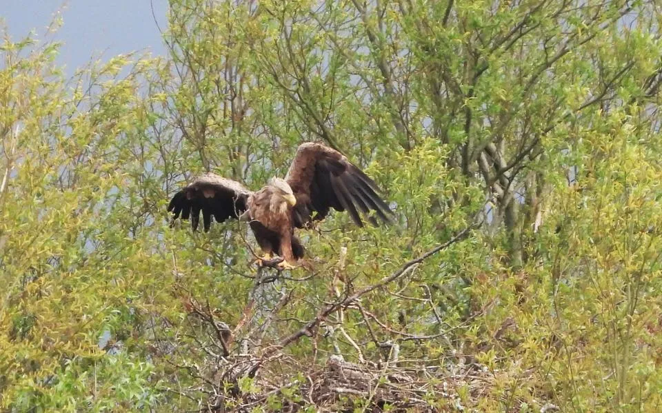 Beschuit met muisjes voor de zeearenden: drie kuikens in Makkum