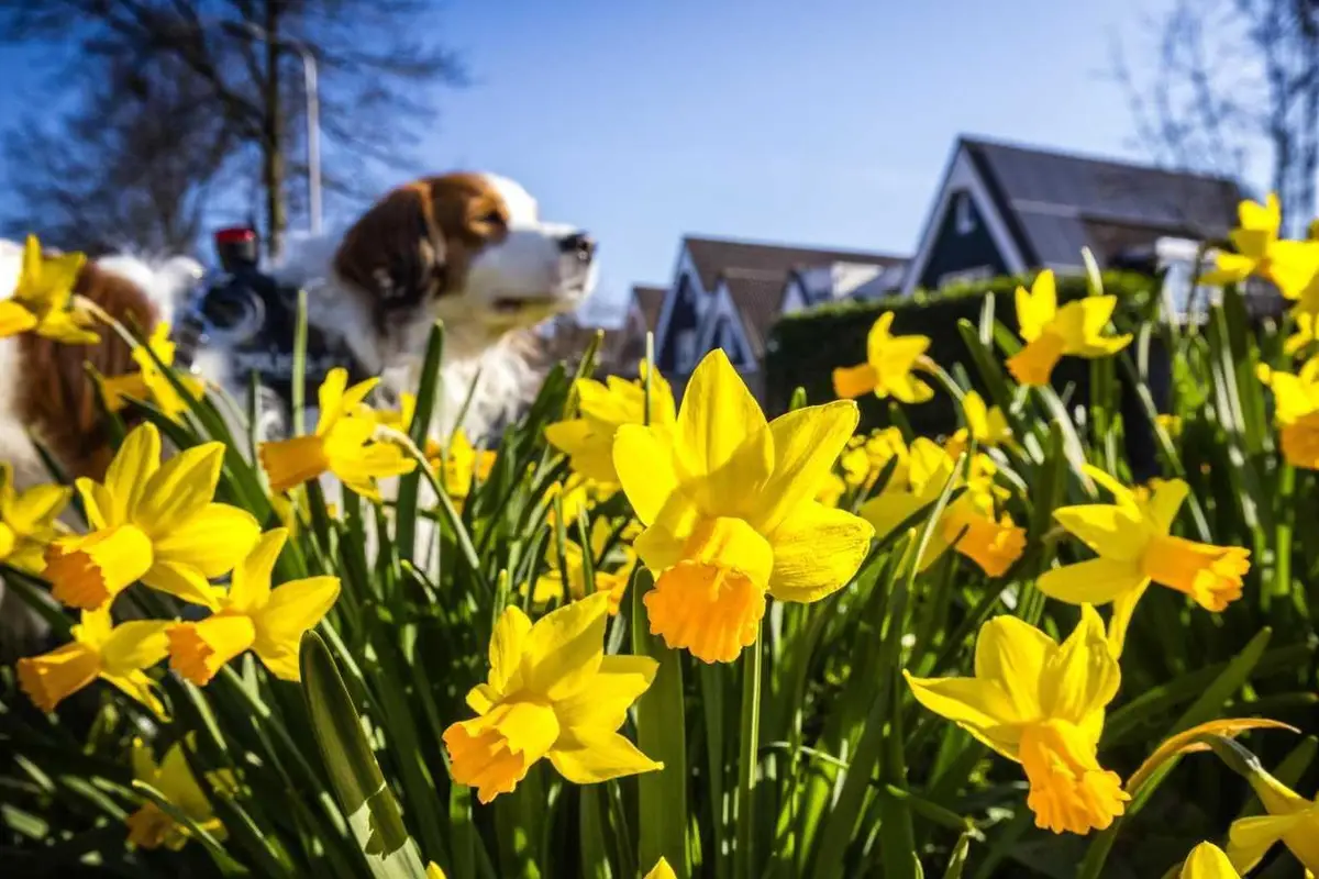 Vrijdag warmste dag van de week met temperaturen rond de 20 graden