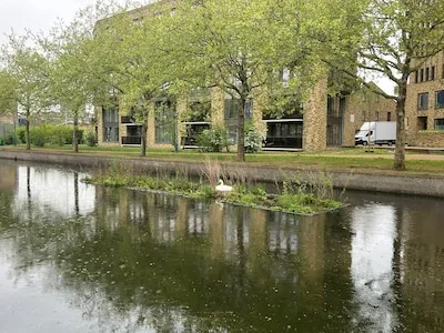 Zwanendrama in Eindhovens kanaal: mannetje overlijdt, broedend vrouwtje blijft alleen achter