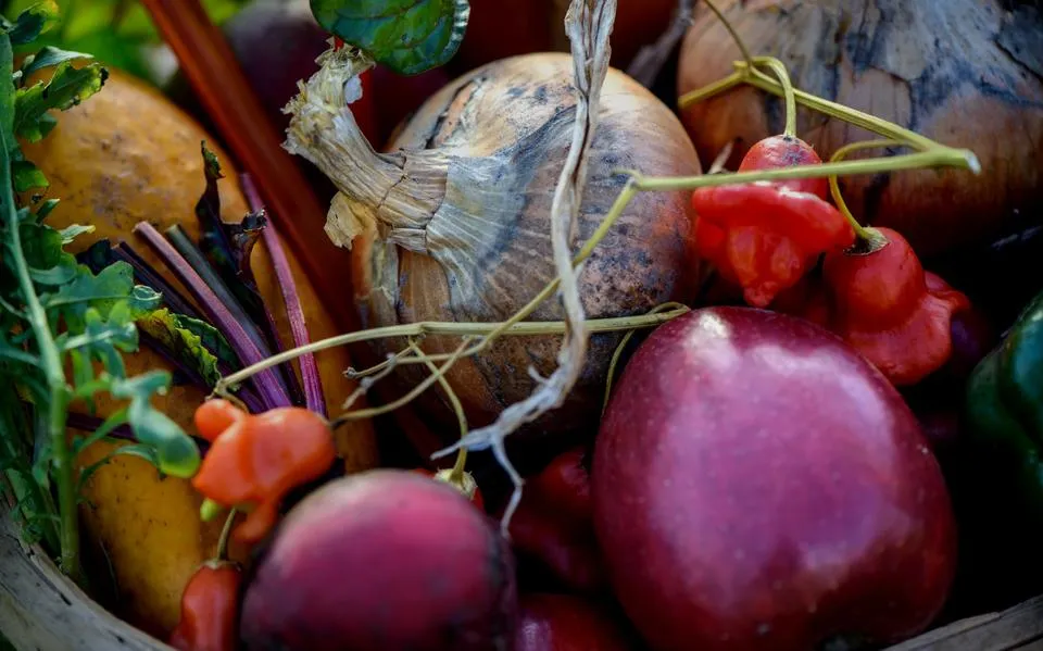 Versgroothandel BioNoord in Marum failliet. Door ‘eigen dommigheid’, zegt de directeur. ‘En nu zitten we met de gebakken peren’