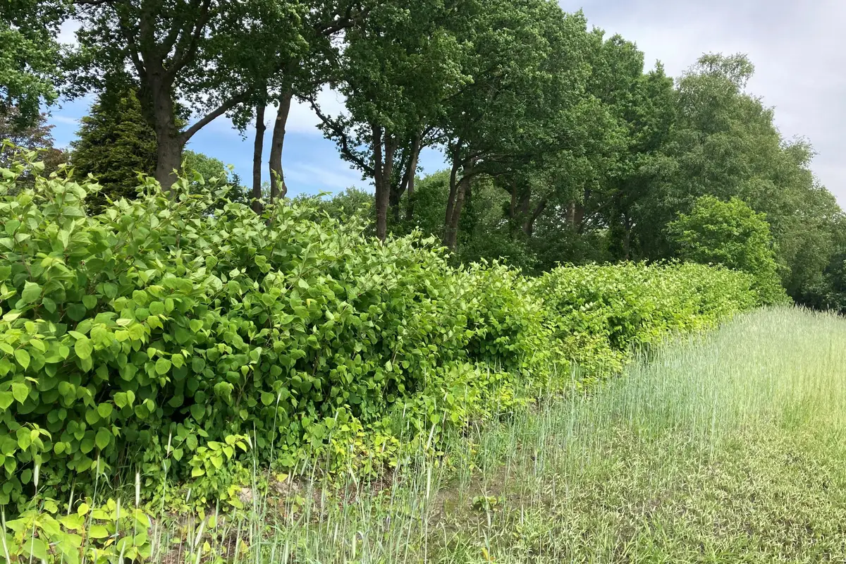 Hoe druk je die woekerende ‘plaagplant’ in je tuin de kop in? Natuurmonumenten biedt acht handvatten