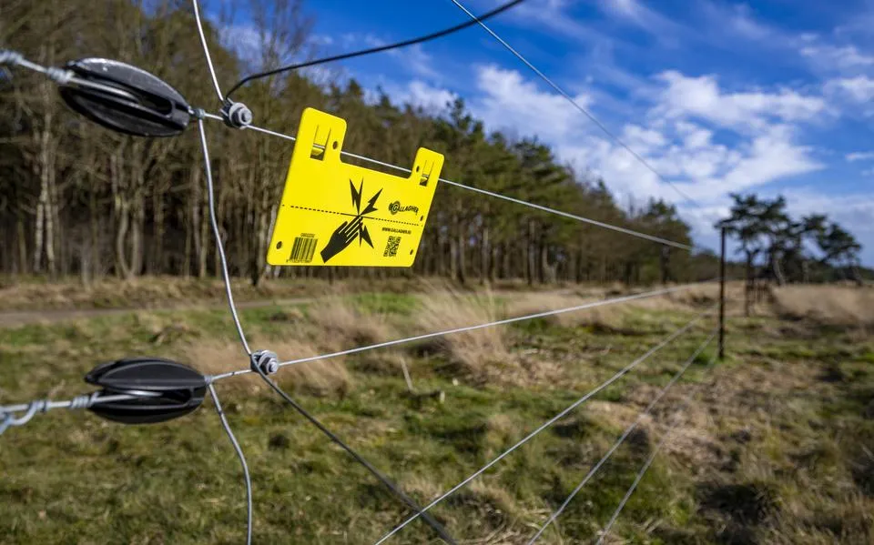 Fryslân verruimt subsidieregels voor wolfwerende rasters: groter ‘subsidiegebied’ en hogere vergoeding