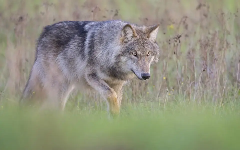 Wolf bijt dit voorjaar (weer) recordaantal dieren dood