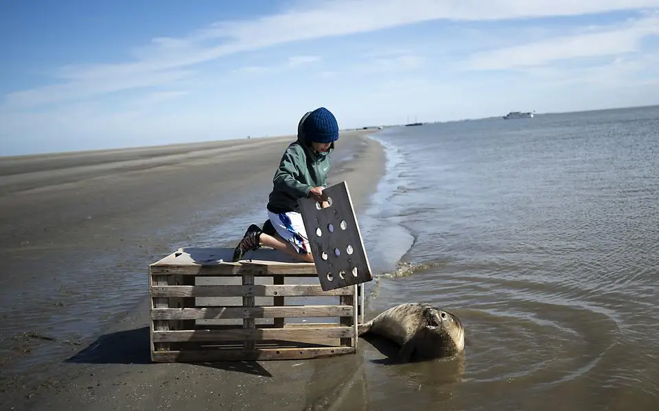 Zeehond kruipt bij vrijlating op zandplaat weer in de kist. 'Dit maak je nooit mee'