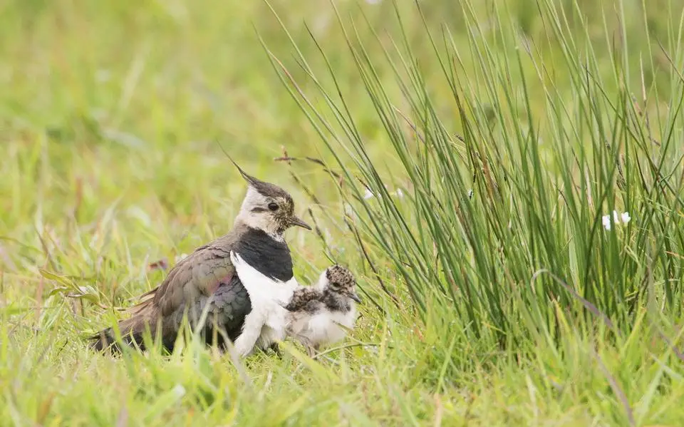 FNP zwakt verzoek verder af: geen verplichte cursus weidevogels voor boeren maar vrijwillig