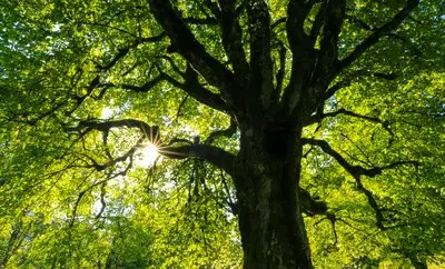 4.000 nieuwe bomen geplant in Veldhoven