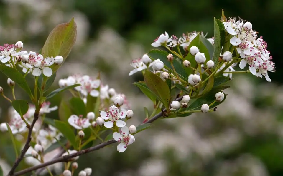 Ga voor bessenstruiken in je tuin; mooie bloesem, een rijke oogst en goed voor de vogels