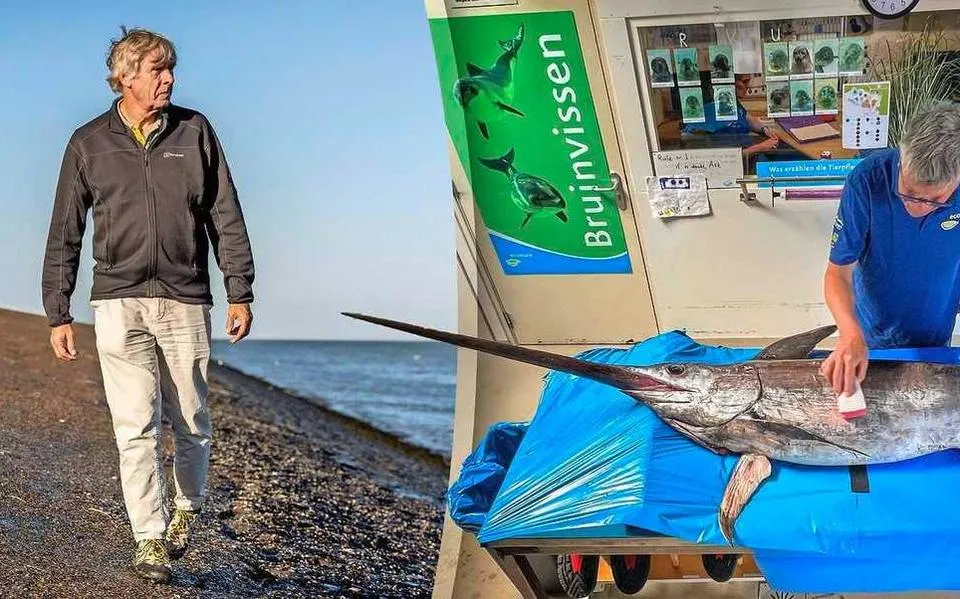 Wat doet zeldzaam tropisch dier in de Noordzee? Maaginhoud aangespoelde zwaardvis ontrafelt mysterie