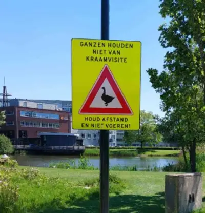 Moederganzen agressief bij Ekkersrijt in Son en Breugel