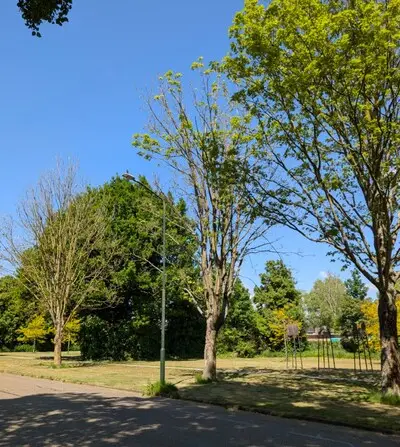 Bomen in Son en Breugel worden verwijderd door hoge grondwaterstand