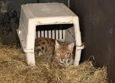 Ontsnapte lynx teruggevonden op 800 meter van Eindhoven Zoo