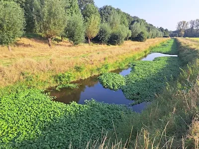 Van Watercrassula tot Aziatische hoornaar; provincies willen meer geld voor aanpak exoten