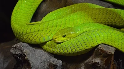 Van papegaai Jacco tot een vermissing die zelfs Freek Vonk bezig hield: deze dieren zijn de afgelopen jaren ontsnapt in Brabant