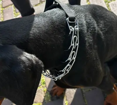 Helmonder laat hond uit met illegale prikhalsband, dierenpolitie grijpt in