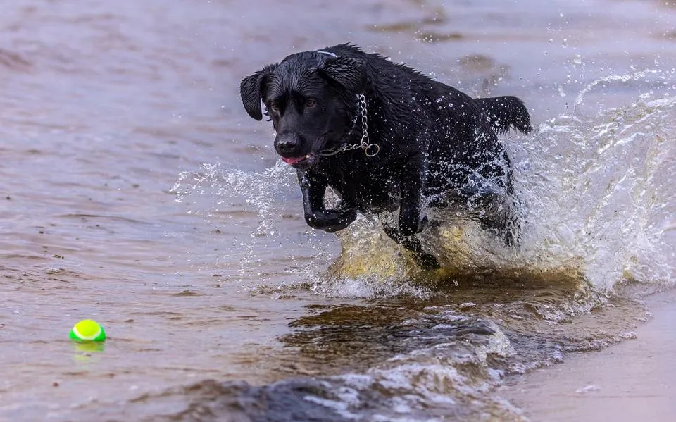 Ondanks strengere controles krijgt Harlingen geen extra losloopgebied voor honden