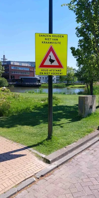 Opvallende borden waarschuwen voor agressieve ganzen op Ekkersrijt: ‘Ganzen houden niet van kraamvisite’