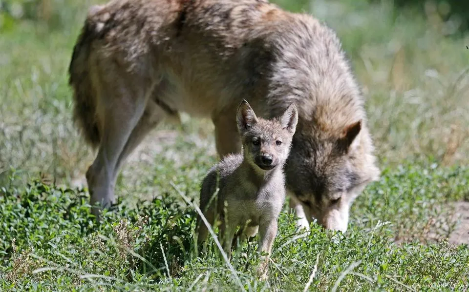 Europa kiest voor minder bescherming van de wolf. ‘De wolven lopen hier zowat in de achtertuin’