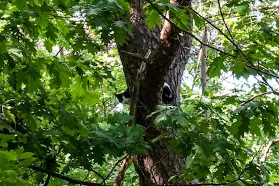 Kat gered uit boom in Helmond, ontsnapt daarna aan brandweer
